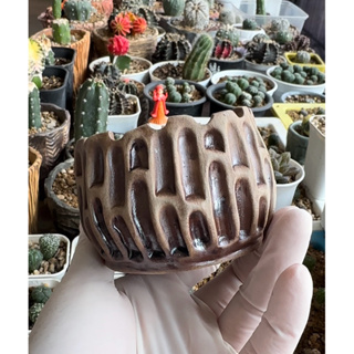 ollas ceramica  Shopee México