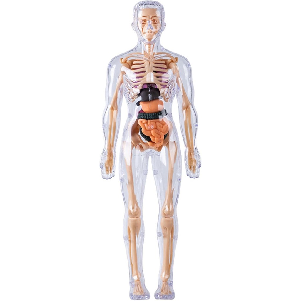 del cuerpo humano: modelo de esqueleto interactivo realista para niños, de larga duración | Ayuda de estudio de ciencias de diseño moderno para